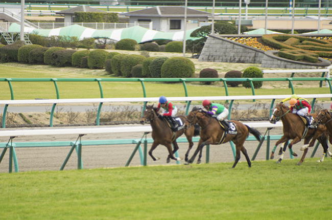 京都競馬場の写真