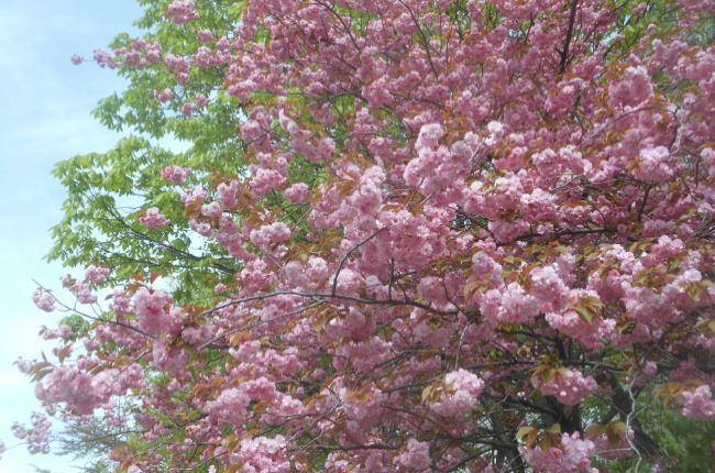 大通公園の八重桜の写真