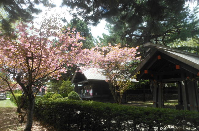 札幌護国神社の八重桜の写真