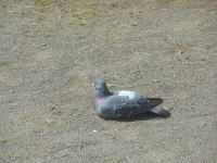 日光浴する鳩