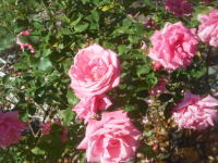 薔薇(ジーンバーナー)