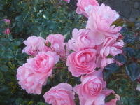 薔薇(ホーム＆ガーデン)