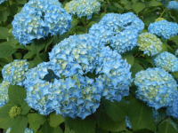 青い紫陽花