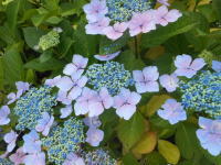 額紫陽花