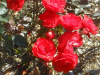 薔薇(オリンピック ファイヤー)