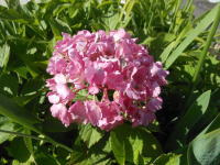 ピンク色の紫陽花
