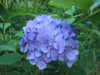 薄紫色の紫陽花