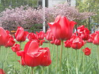 赤いチューリップと八重桜