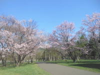 真駒内公園の桜並木
