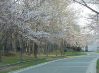 中島公園の桜景色