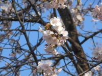 大通公園の桜