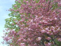 大通公園の八重桜