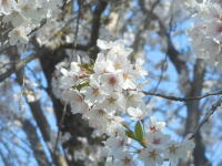 白いソメイヨシノ(真駒内公園)