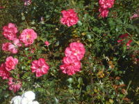 薔薇(シュパリースホープ)