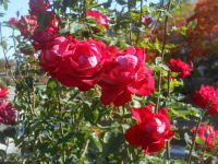 薔薇(宴)