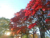 夕日と紅葉