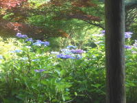 豊平公園の紫陽花と風景
