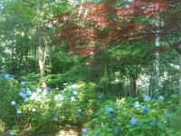 豊平公園の紫陽花とノムラモミジの風景