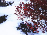 初雪と紅葉