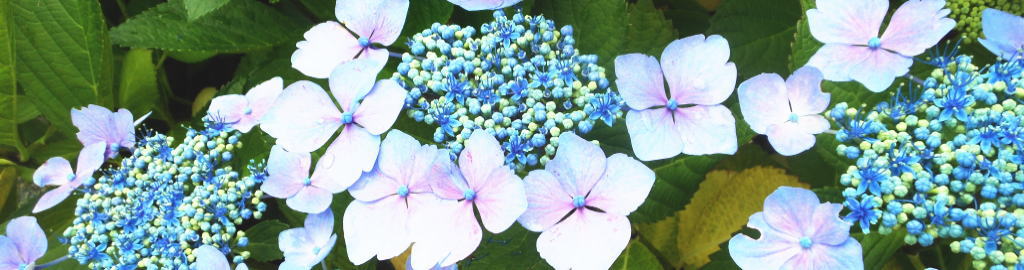 季節の花の写真